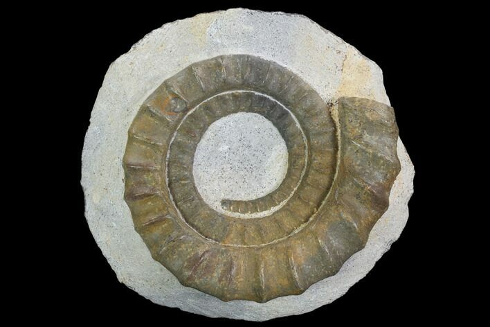 Devonian Ammonite (Anetoceras) - Morocco #99955